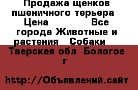 Продажа щенков пшеничного терьера › Цена ­ 30 000 - Все города Животные и растения » Собаки   . Тверская обл.,Бологое г.